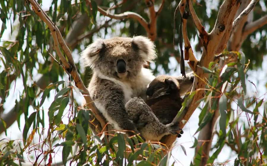 Melbourne: Boutique Phillip Island Wine, Dine & Penguin Tour - The Penguin Parade at Summerland Beach