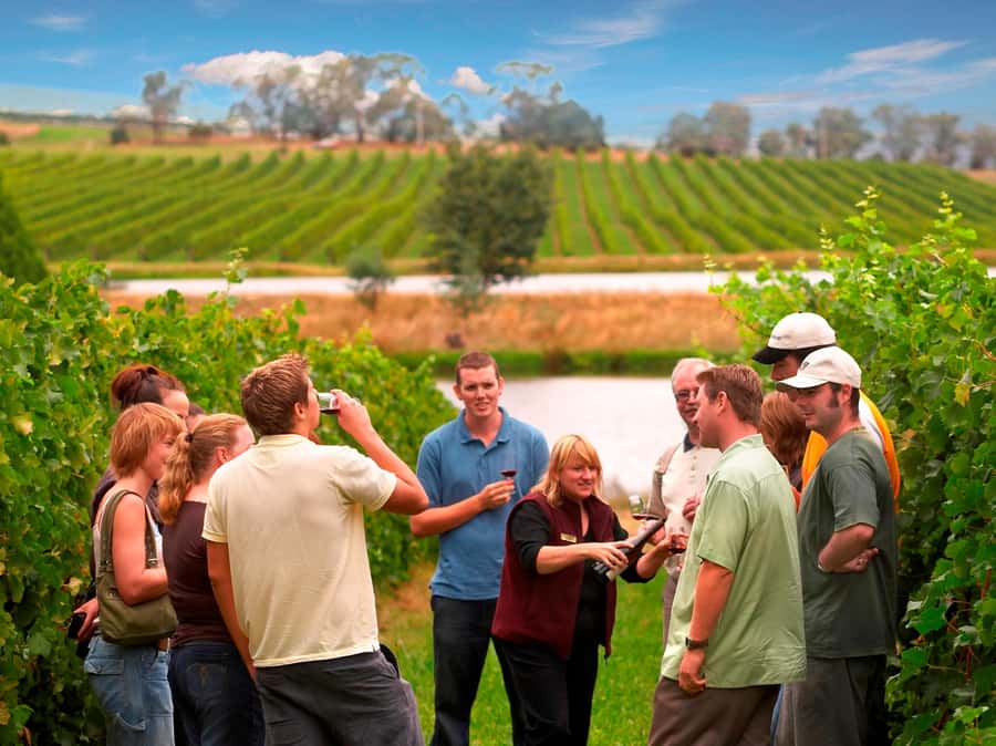 Melbourne: Full-Day Yarra Valley Wine Experience with Lunch - Key points to know before booking