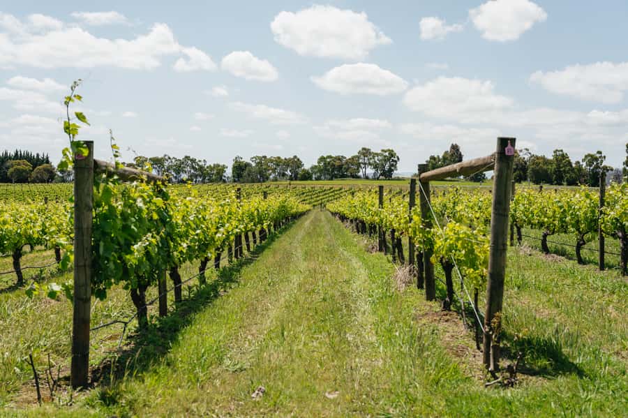 Melbourne: Full-Day Yarra Valley Wine Experience with Lunch - Four wineries, four different moods