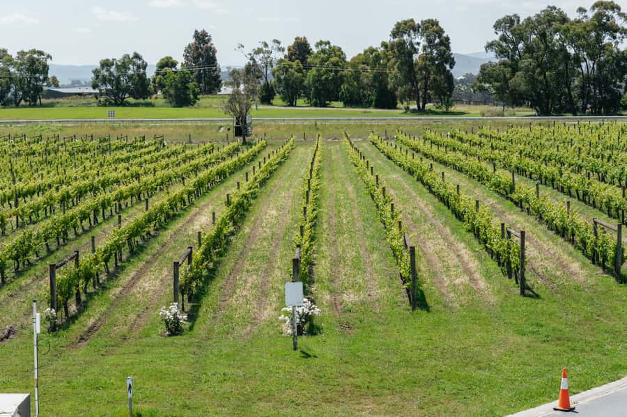 Melbourne: Full-Day Yarra Valley Wine Experience with Lunch - The $127 price and what it covers