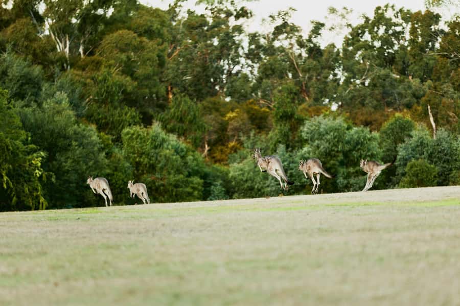 Melbourne: Yarra Valley Wine Bubbles & Kangaroos Tour - Key points to know before booking