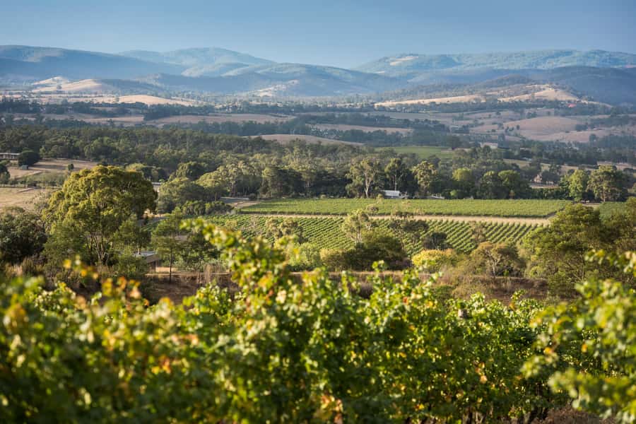 Melbourne: Yarra Valley Wine Bubbles & Kangaroos Tour - Yering Station and the valley’s wine story