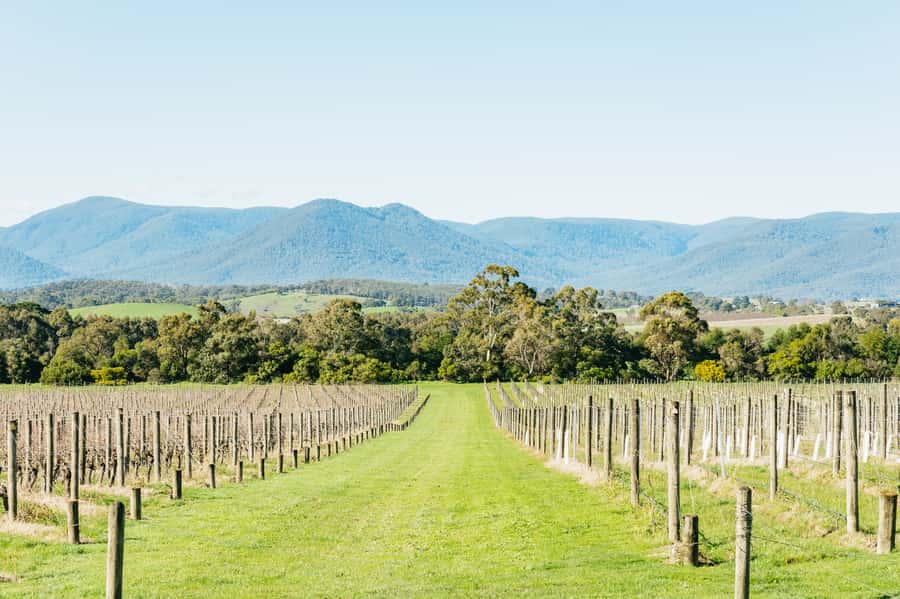 Melbourne: Yarra Valley Wine, Cider, Gin, Beer, & Choc Tour - The afternoon choice: gin, beer, or more wine