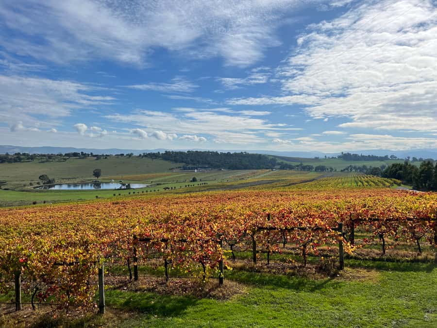 Melbourne: Yarra Valley Wine Tour + Lunch & Gin/Beer Option - The guides make the long day easier