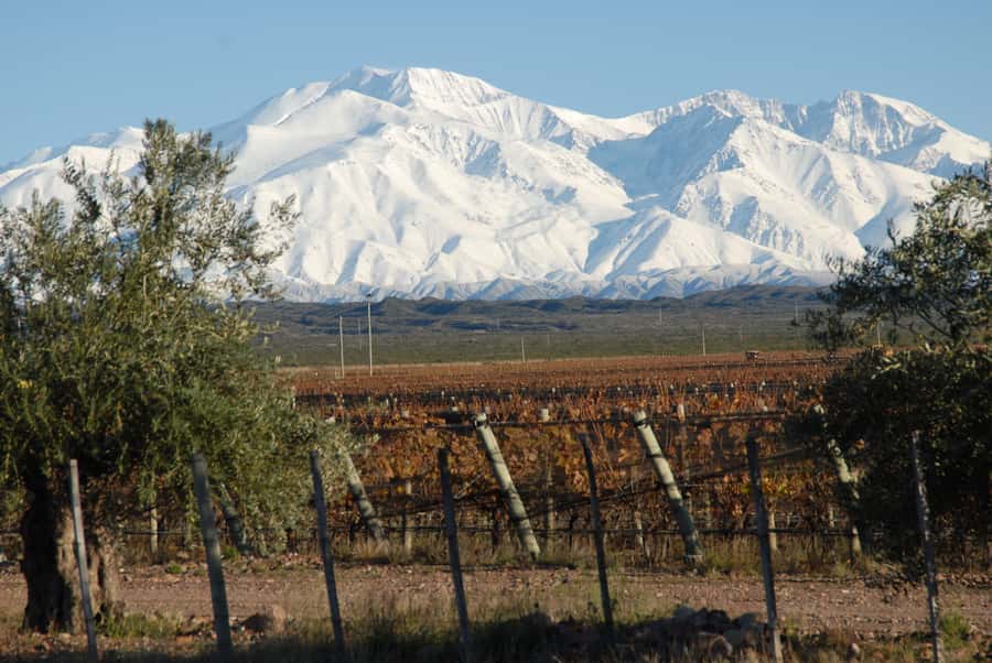 Mendoza: Full Day Wine Tour with 3 Course Lunch - Mendoza’s vineyard oasis and mountain setting