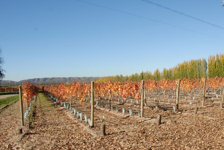 Mendoza: Full Day Wine Tour with 3 Course Lunch - Practical details that affect your day