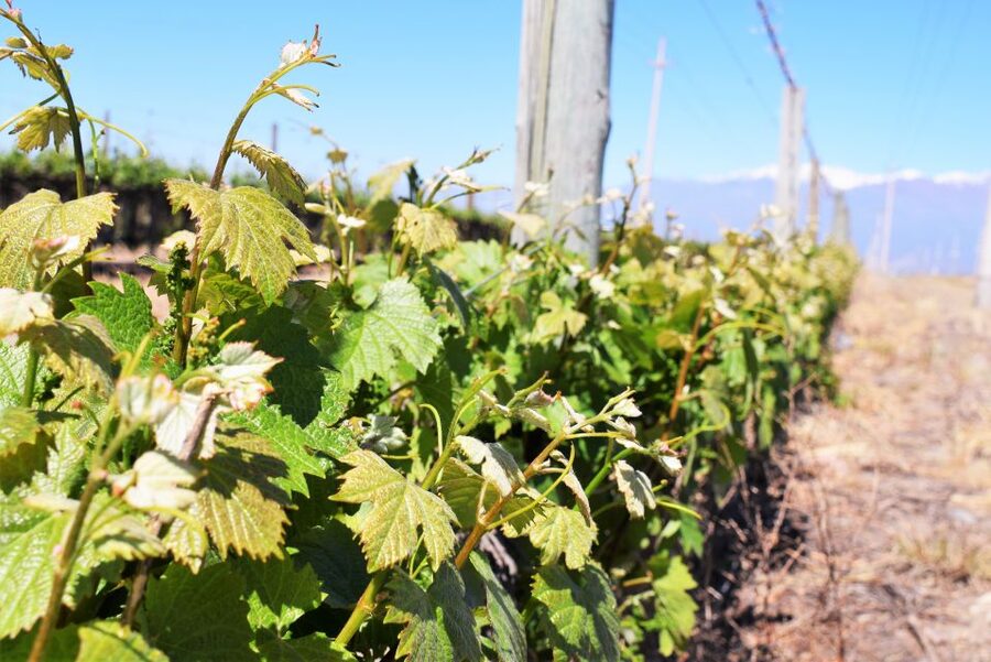 Mendoza: Half-Day Wine Tour with Tastings - How language support works
