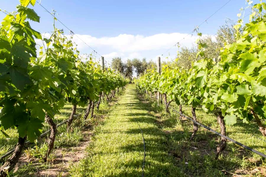 Mendoza: Winebike Tasting Tour with Optional Lunch - Key points to know before booking