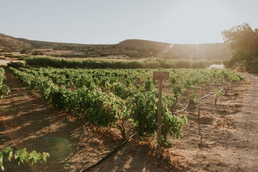 Milos Island: Kostantakis Winery Wine Tasting Experience - What makes Milos wine different