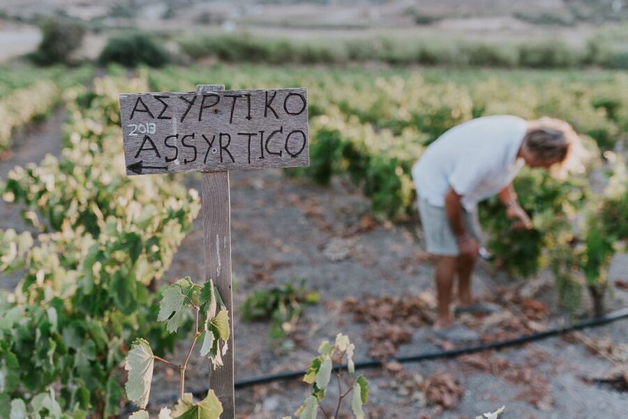 Milos Island: Kostantakis Winery Wine Tasting Experience - Timing, comfort, and practical limits