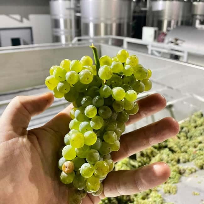 Moldova: Wine Tour to Mileștii Mici Cellar with Tasting - Who Will Like This Tour Most?