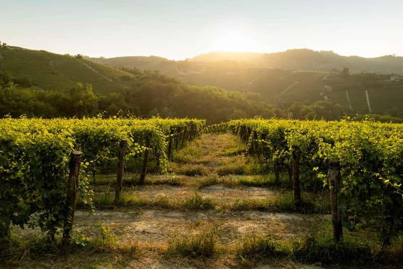 Monforte d'Alba: Wine Tasting, Cellar Visit, and Vineyard Tour - Three glasses from Piedmont