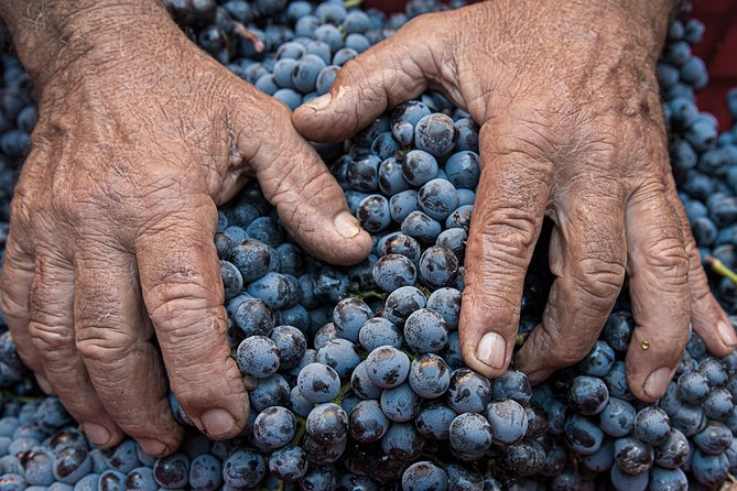 Montalcino: Brunello Wine Tasting Experience - How the $38 price compares