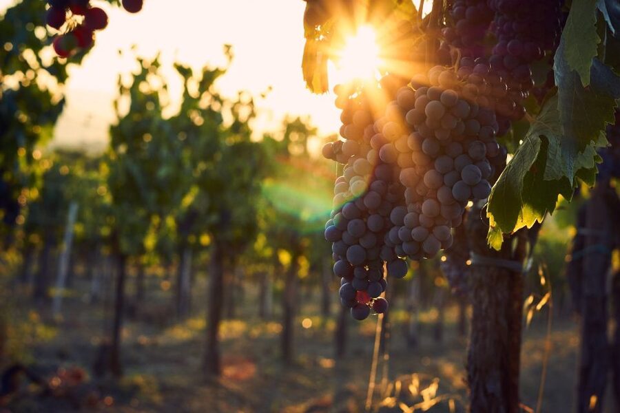 Montalcino: Brunello Wine Tasting Experience - Timing, meeting point, and arrival advice