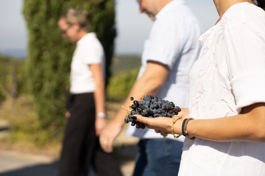 Montalcino: Guided Winery Tour & Gourmet Food Tasting - Choosing between the two six-wine menus