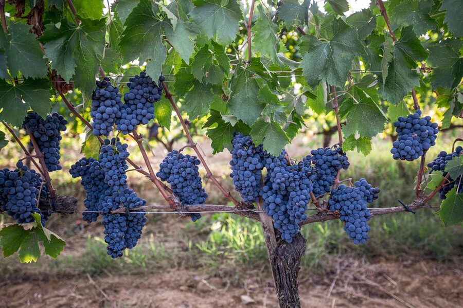 Montalcino: Private Cellar Tour, Wine Tasting & Appetizers - Understanding Brunello before you taste it