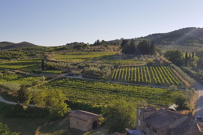 Montefioralle Winery - Tour and Wine Tasting in Chianti - The vineyard visit and the winemaking story