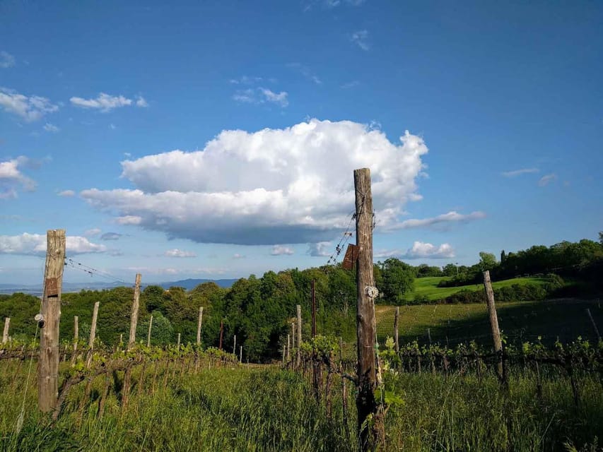 Montepulciano: Artisan Heroic Wine Tasting at the Terrace - Is $59 a fair price?