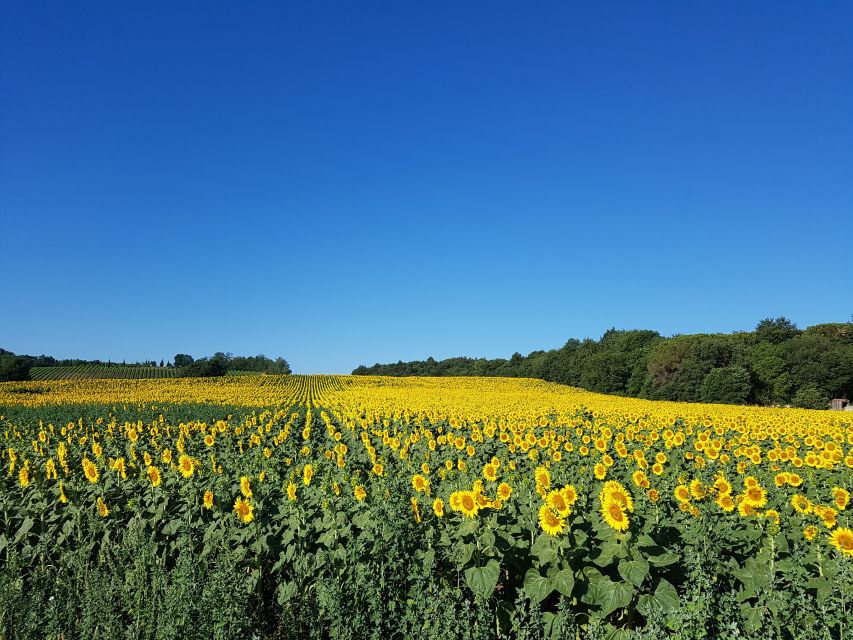 Montepulciano: Tuscan Winery Tour with Wine Tasting & Meal - The guides make the difference