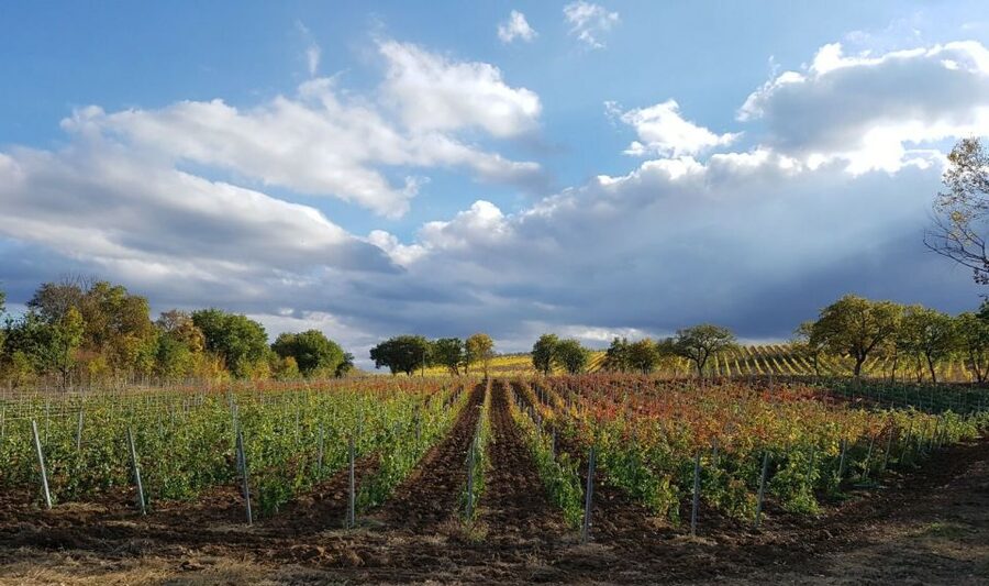 Montepulciano: Tuscan Winery Tour with Wine Tasting & Meal - Practical details before you reserve