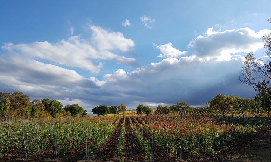 Montepulciano: Winery Tour, Tasting, and Vineyard Picnic - The one-hour wine tasting