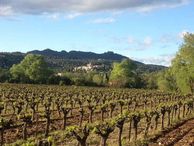 Montpellier: Pic Saint-Loup Wine Tour - Price, value, and what is included
