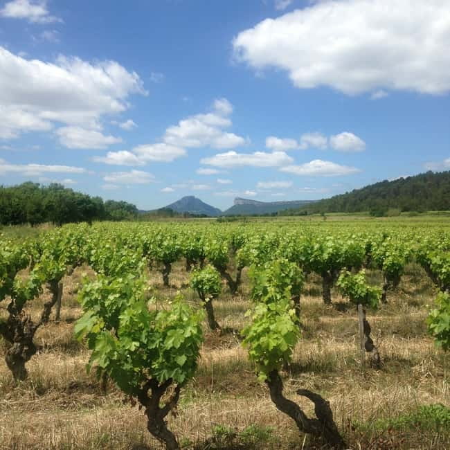 Montpellier: Pic Saint-Loup Wine Tour - Practical tips before you reserve