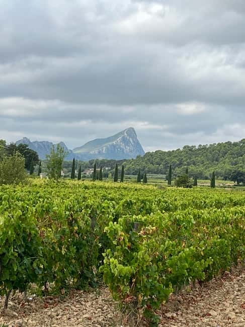 Montpellier: Pic Saint-Loup Wine Tour - Visiting the wineries and tasting the local bottles