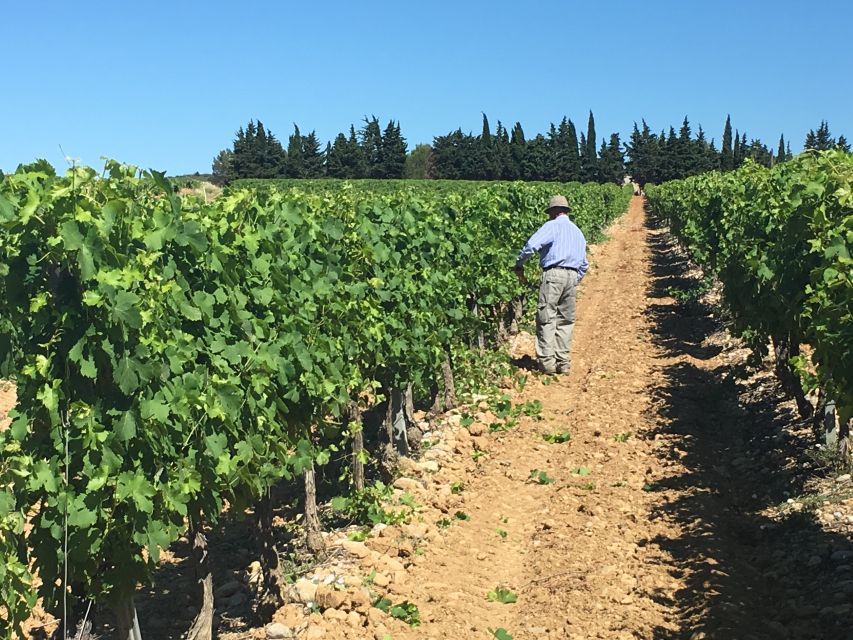 Montpellier Wine and Oyster Tour - Key details about the Montpellier wine and oyster tour