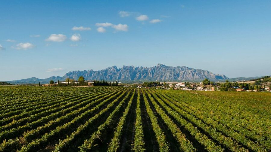 Montserrat & Cava Wineries Day Trip from Barcelona w/ Pickup - Who should book this experience?