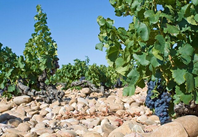 Morning Wine Tour to Chateauneuf du Pape from Avignon - Key points to know before booking