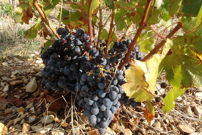 Morning Wine Tour to Chateauneuf du Pape from Avignon - The guide can shape the whole morning