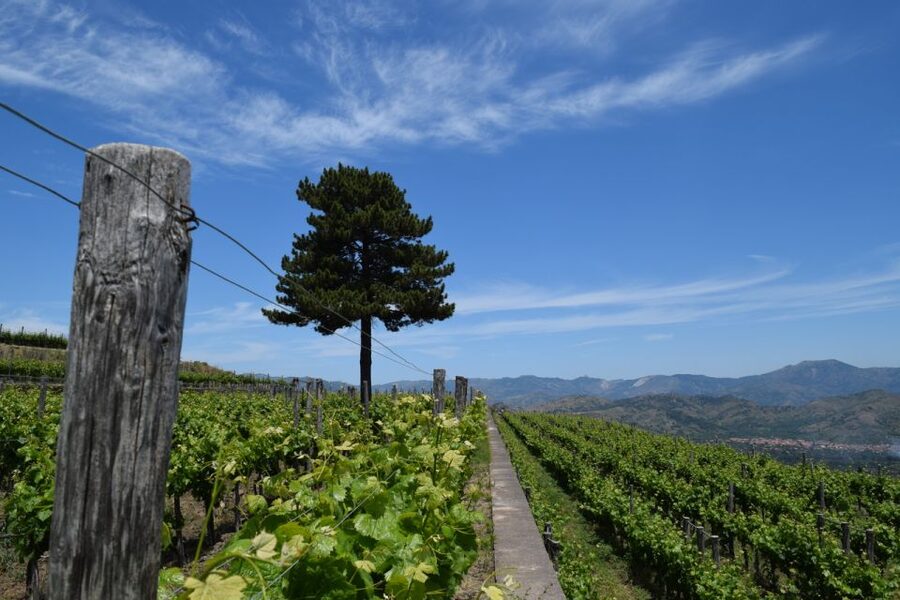 Mount Etna: Winery Tour and Tasting - A Sicilian winery high on Mount Etna