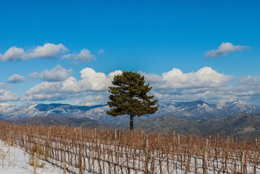 Mount Etna: Winery Tour and Tasting - What kind of winery visit should you expect?