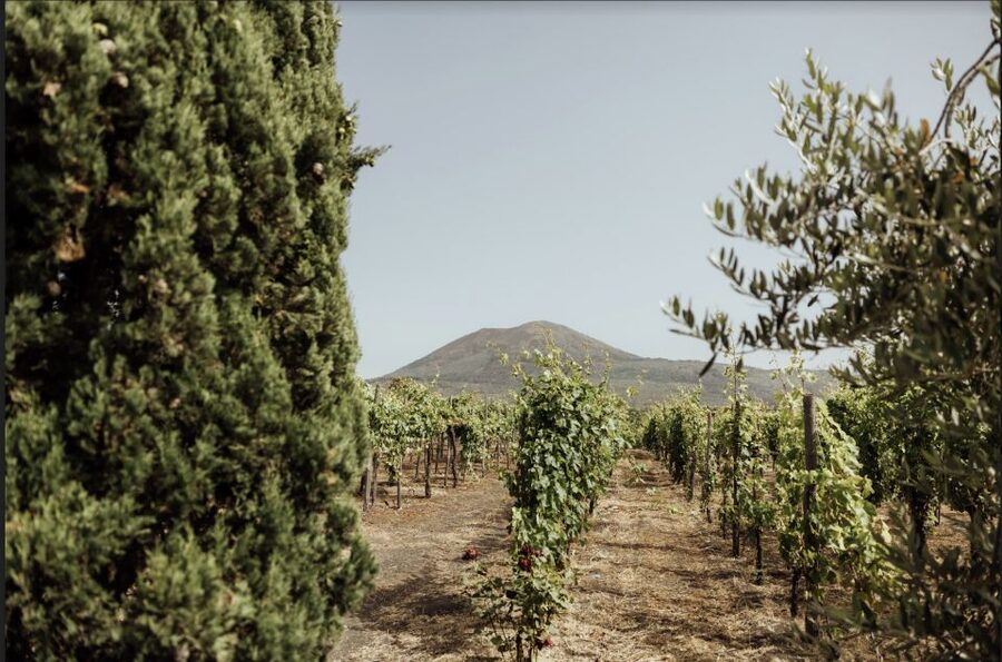Mount Vesuvius: Vineyard Tour with Wine Tasting and Lunch - A short walk through the vineyard and winery