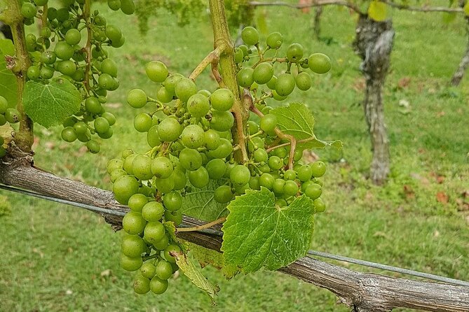 Muriwai Scenic Wine Tour from Auckland - Who will enjoy this Auckland afternoon