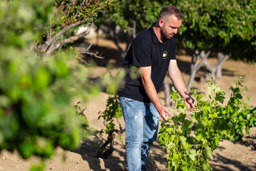 Mykonos: Winery Vineyard Experience with Food & Wine Tasting - Why this is a different side of Mykonos
