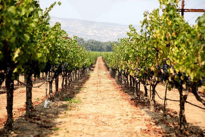 Napa and Sonoma Wine Country Full-Day Tour from San Francisco - A practical first look at Napa and Sonoma