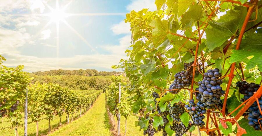 Napa Valley: Guided Wine Tour with Picnic Lunch - Why smaller Napa wineries make this tour different