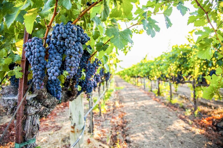 Napa Valley: Guided Wine Tour with Picnic Lunch - Three winery stops, three chances for contrast