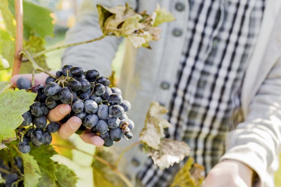 Napa Valley: Guided Wine Tour with Picnic Lunch - What the $147 price really covers