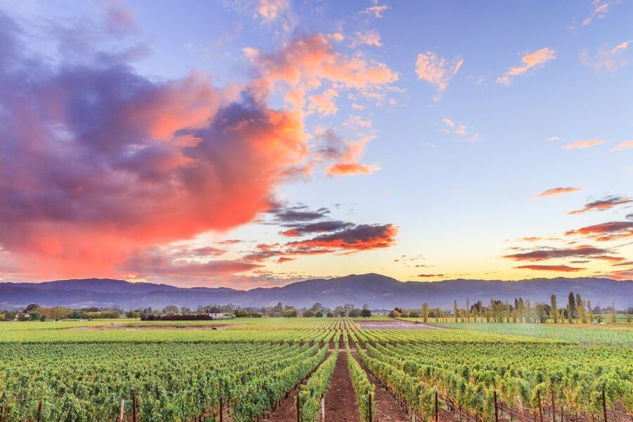 Napa Valley: Guided Wine Tour with Picnic Lunch - Who will enjoy this Napa day most