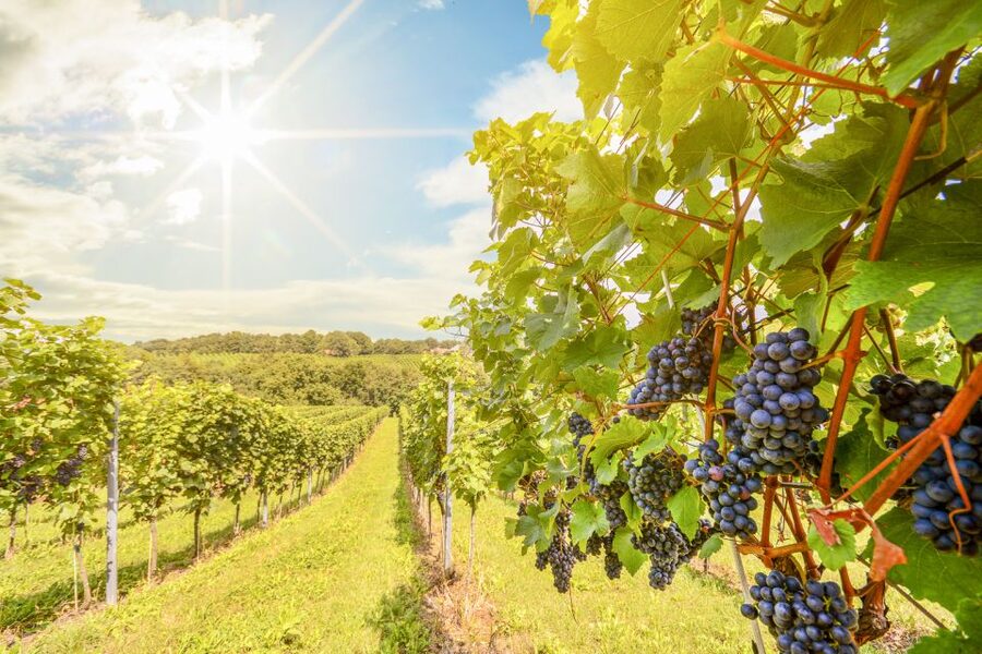 Napa Valley: Guided Wine Tour with Picnic Lunch - Seven hours through Napa Valley, with someone else driving