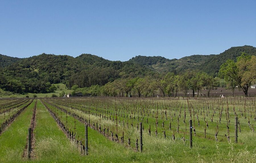 Napa Valley: Wine Tasting Tour by Open Air Trolley & Lunch - The real price is higher than $135