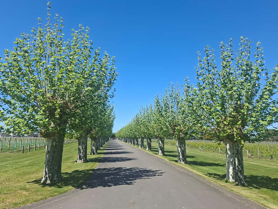 Napier: Afternoon Winery Tour Tasting at 3 Great Wineries - Pask Estate and the appeal of older bottles