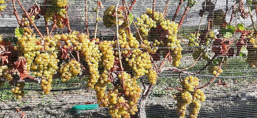 Napier: Winery + Gin Tasting Tour with Lunch Thu Fri Sat - Mission Cellars and the 1851 story