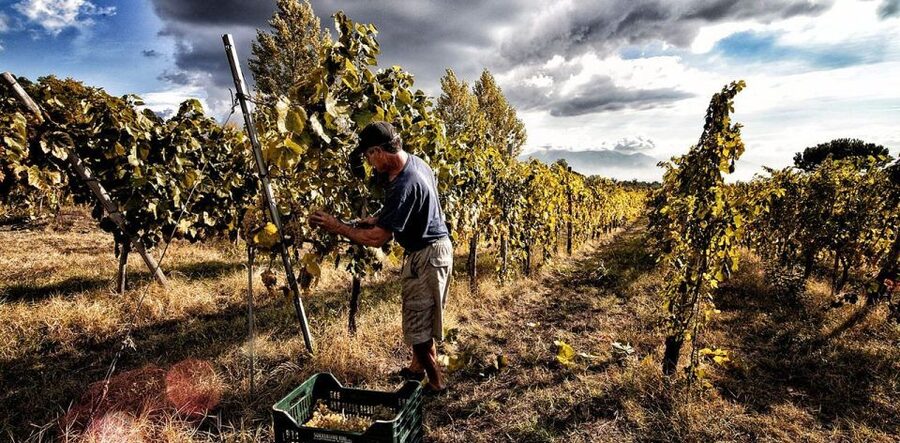 Naples: Mount Vesuvius Vineyard Tour w/ Lunch & Wine Tasting - A vineyard lunch between Naples and Sorrento