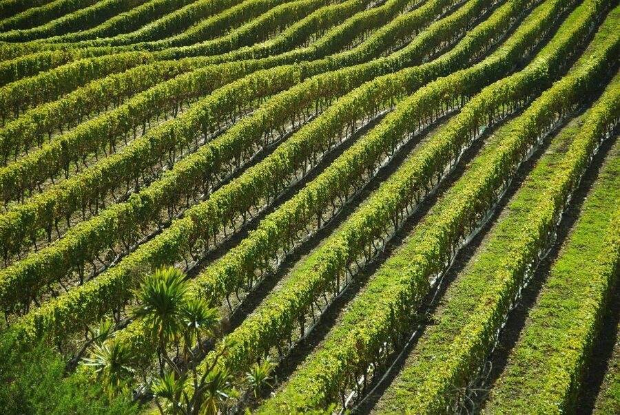 Naples: Mount Vesuvius Vineyard Tour w/ Lunch & Wine Tasting - Five wines from Campania, not generic tasting-room pours