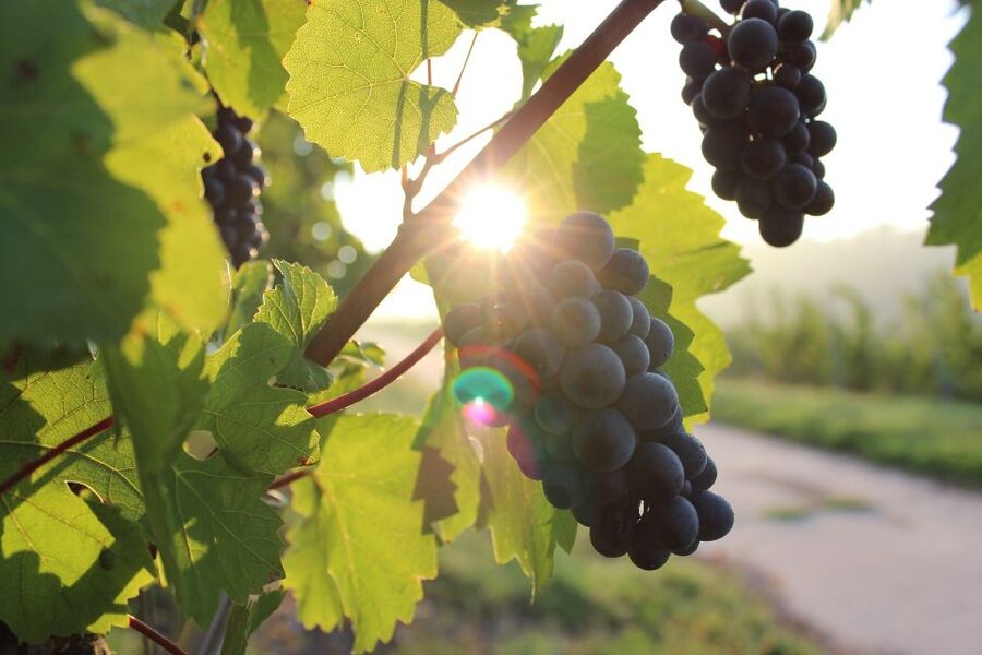 Naples: Mount Vesuvius Vineyard Tour w/ Lunch & Wine Tasting - The lunch is the heart of the experience
