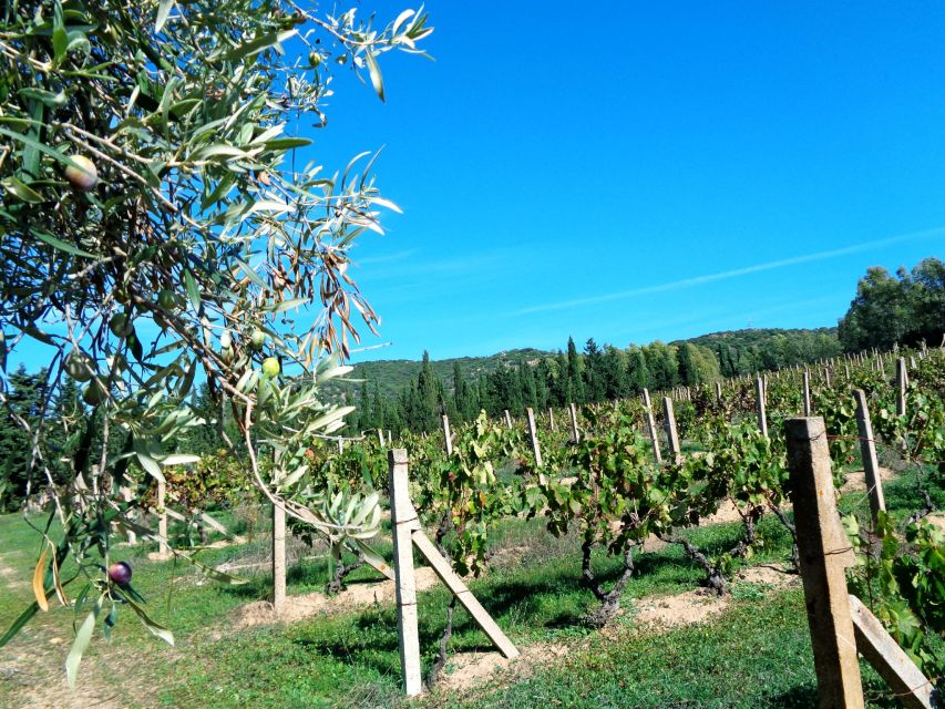 Near Cagliari: The World of Natural Wine at "In Our Garden" - Why this farm visit feels different from a standard wine tasting